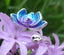 Bague Bouddhiste Tibétaine fleur de lotus en argent 925