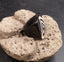 Bague en corne de buffle motif triangle - Taille 54