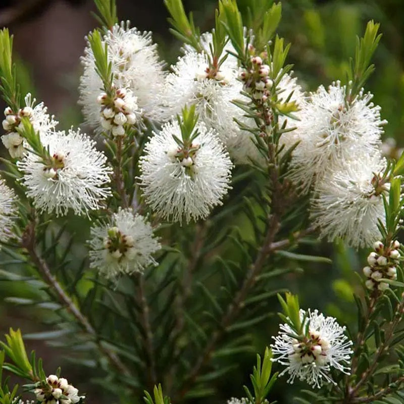 Huile essentielle d'Arbre à Thé (Tea Tree) 100 % naturelle et pure 10 ml