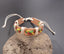 Bracelet réglable rasta en cuir pour homme ou ado